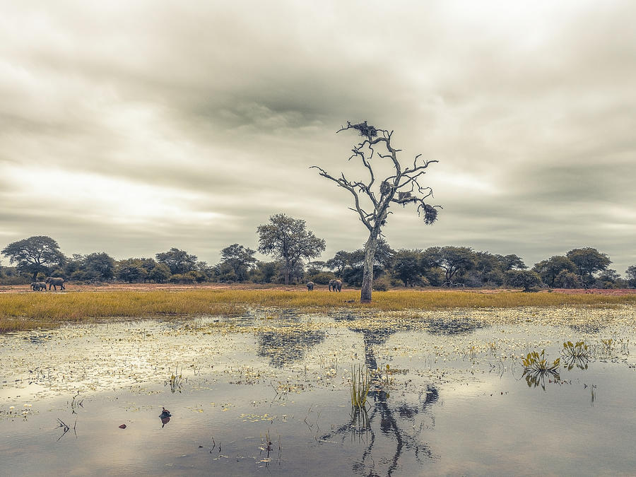 Moody Day In Africa Photograph by Dora Artemiadi