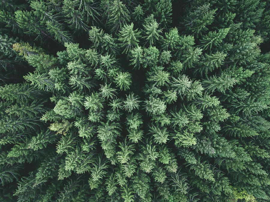 Moody Forest From Above Photograph by Christian Lindsten