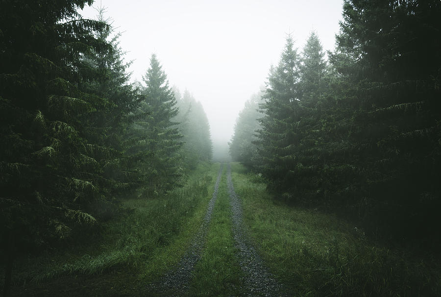 Moody Forest Road Photograph by Christian Lindsten - Fine Art America