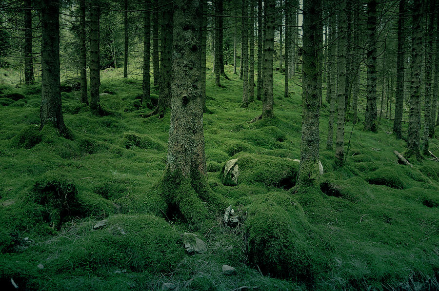Moody Forest Woodland Scene Photograph by Anna Gett Photography