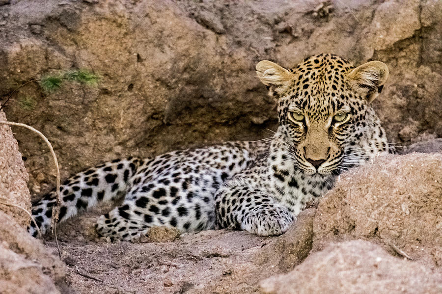Moody Leopard Photograph by Mark Hunter
