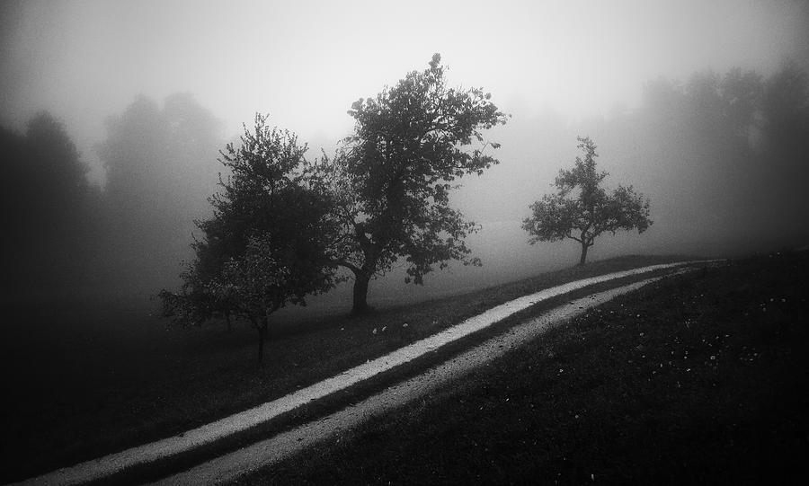 Nature Photograph - Moody Morning by Ales Krivec