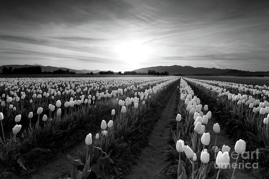 Moody Morning by Beve Brown-Clark Photography Moody Morning by Beve Brown-Clark Photography