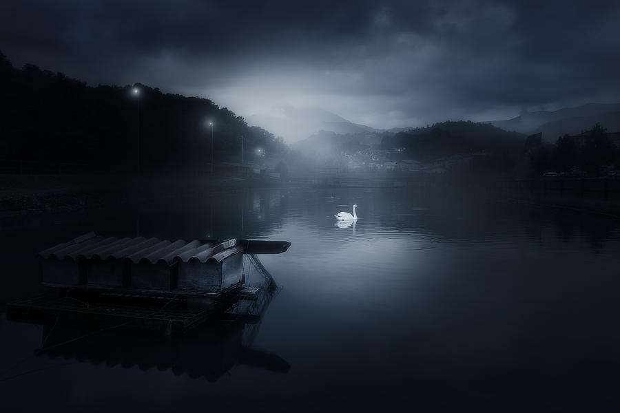 Moody Swan Photograph by Filippo Manini