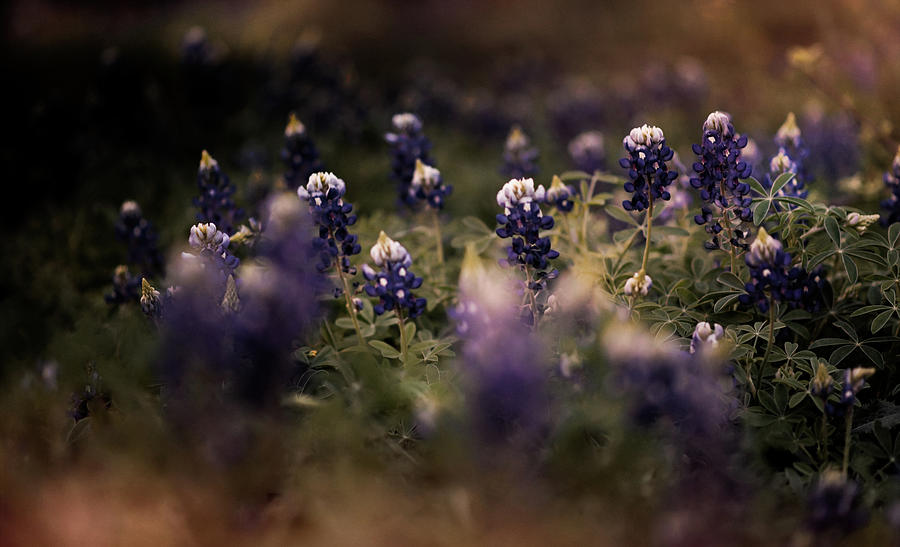 Moody Texas Bluebonnets  Photograph by Andrea Anderegg