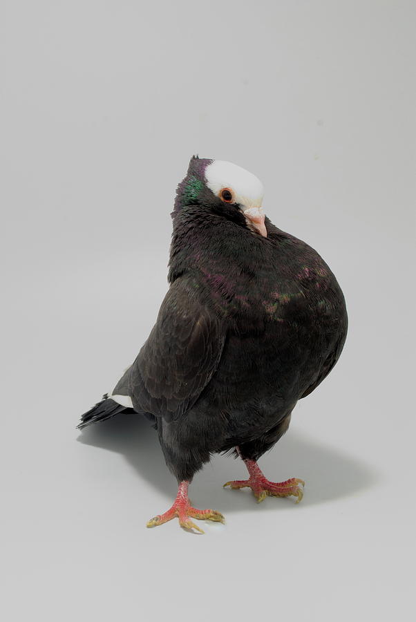 Mookie Pigeon Photograph by Nathan Abbott