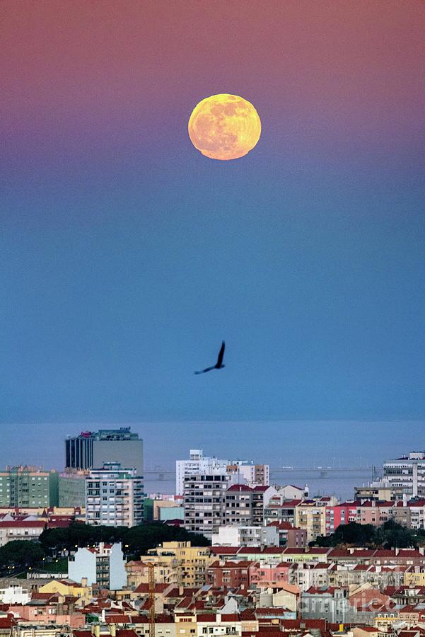 Moon And Belt Of Venus Over Lisbon Photograph by Science Photo Library Moon And Belt Of Venus Over Lisbon Photograph by Science Photo Library