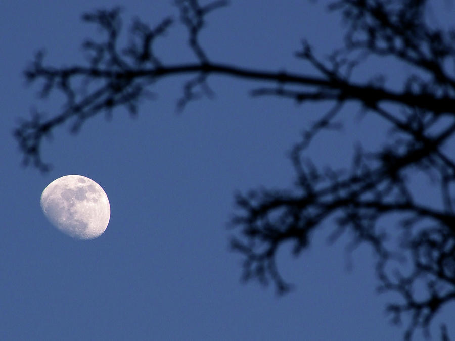 Moon And Branches Photograph by Christoph Hetzmannseder