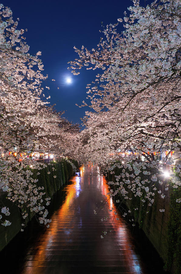 Moon And Cherry Blossom Over The Meguro Photograph by Glidei7
