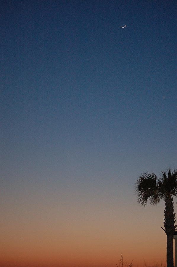 Moon and Palm Photograph by Dennis Schmidt
