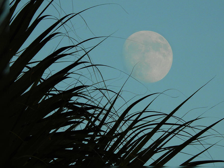 Moon and Palms Photograph by Charlotte Schafer