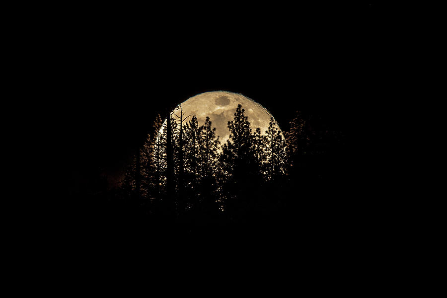 Moon and Pines Photograph by Randy Robbins