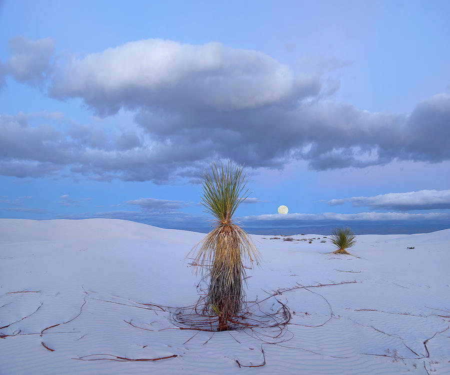 Moon And Soaptree Yucca, White Sands Nm, New Mexico Photograph by Tim Fitzharris