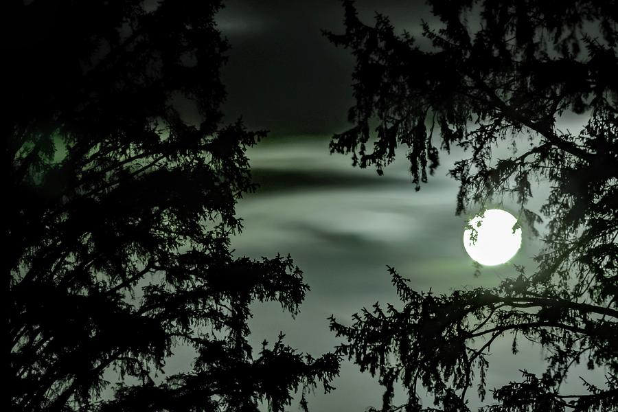 Tree Photograph - Moon And Trees - Tillamook - Oregon by Jack Andreasen
