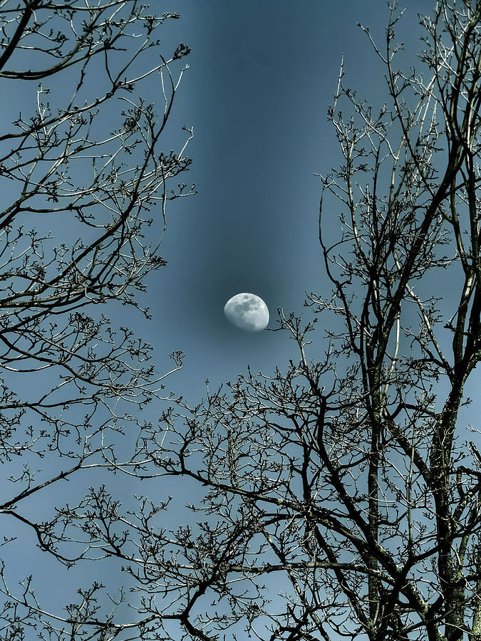 Moon Between The Trees Photograph by Kathy Gail