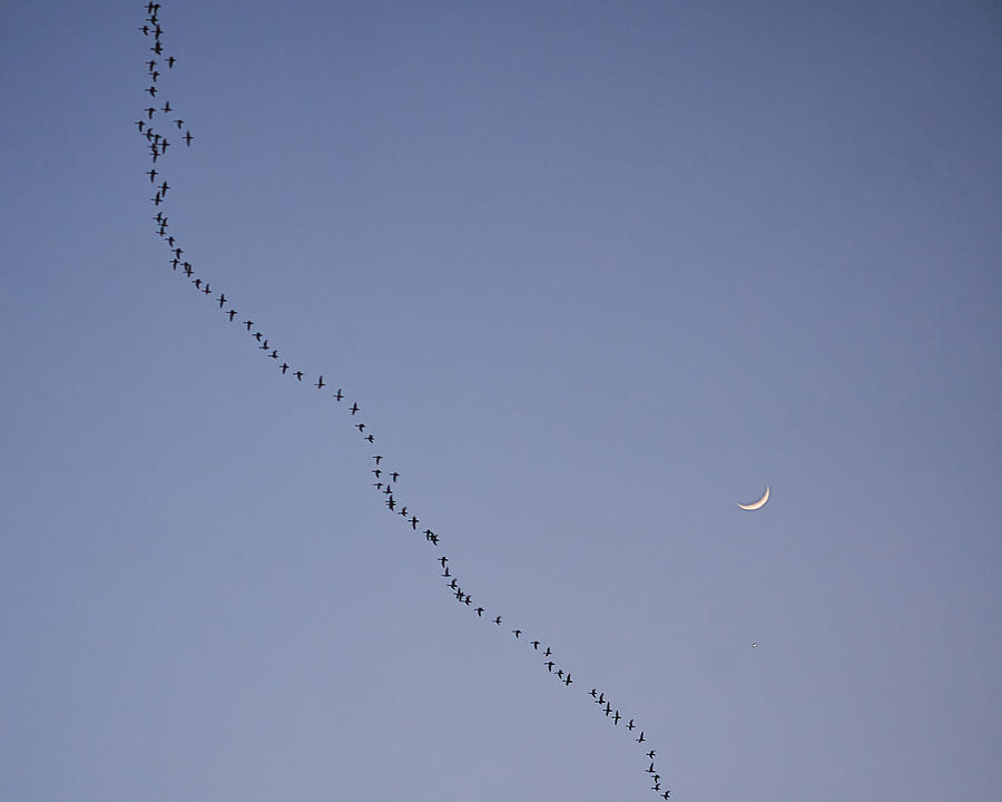 Moon Birds Photograph by Alessandro Mari