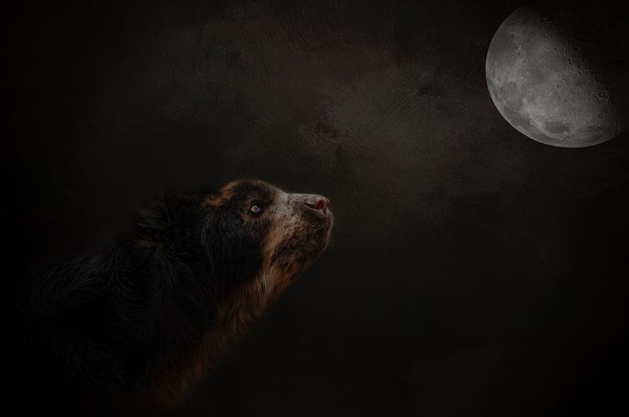 Moon Gazer by Kelley Parker Moon Gazer by Kelley Parker
