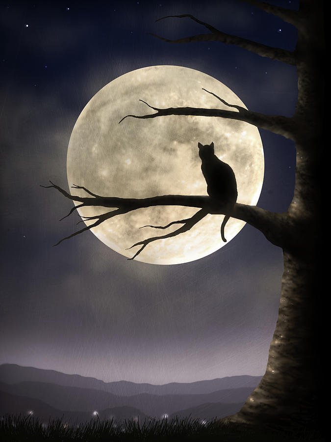 moon-gazing-jennifer-woodward.jpg