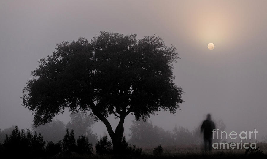 Moon In Fog By Tree Photograph by Miguel Claro/science Photo Library