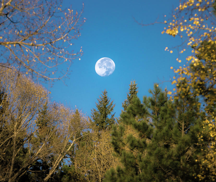 Moon in the Clearing Photograph by Cary Leppert - Pixels