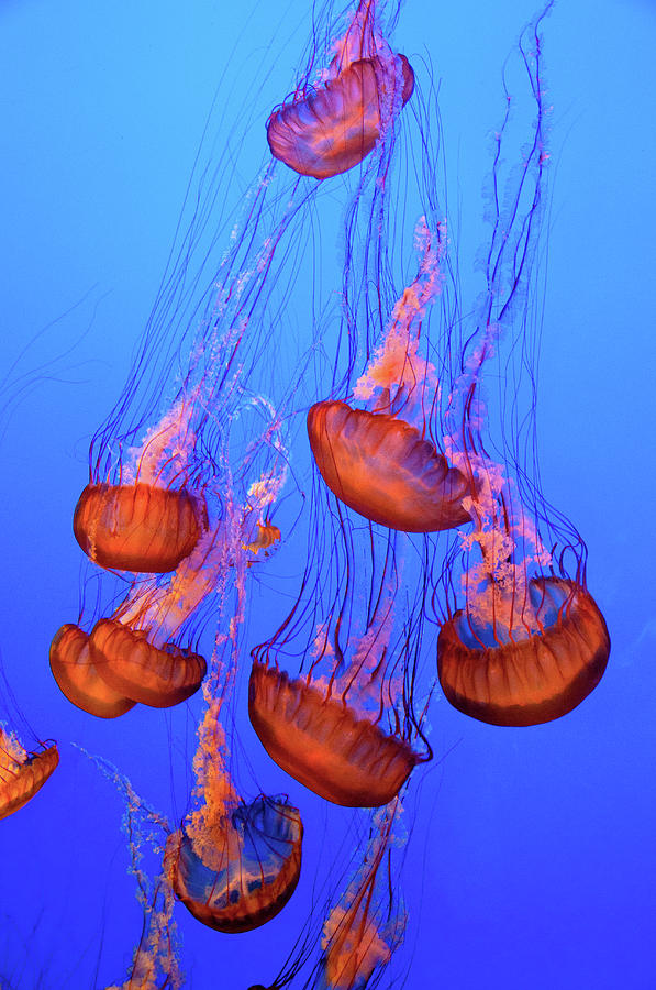 Moon Jellies Dance In The Water by Elfi Kluck