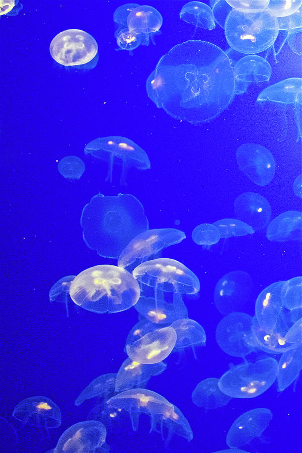 Moon Jellies in Monterey Bay Aquarium, California Photograph by Ruth ...