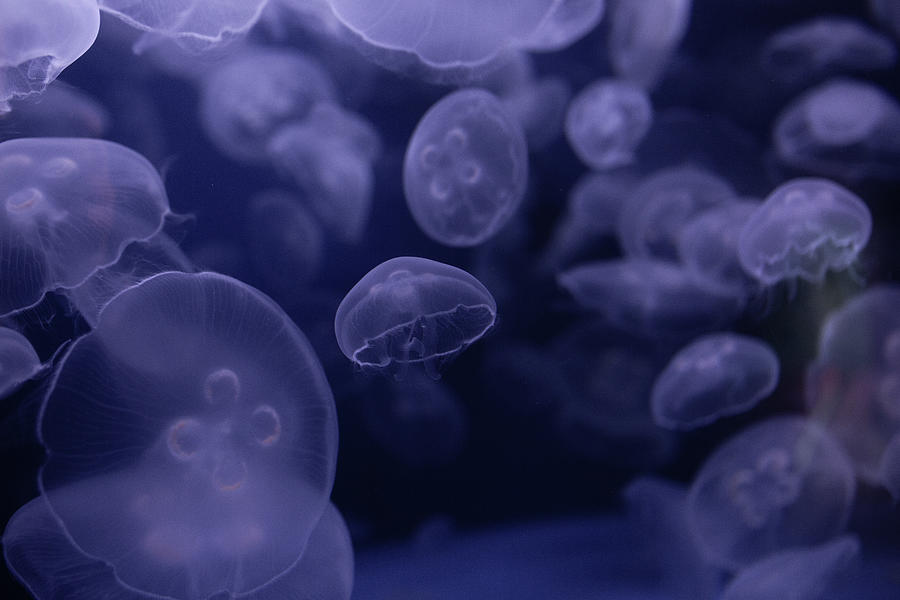 Recolectar 53+ imagem jellyfish black background - Thcshoanghoatham ...