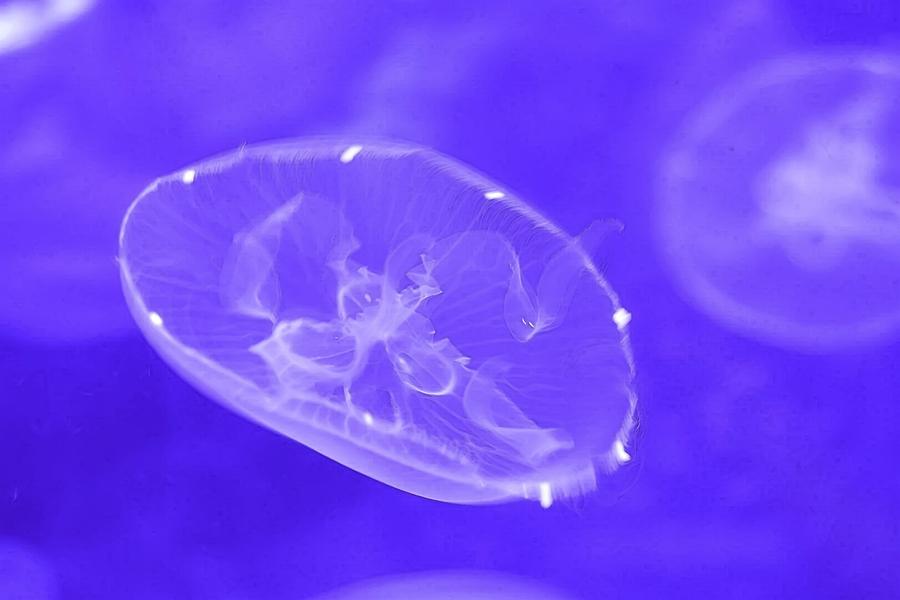 Jellyfish Photograph - Moon Jelly  by Jeremy Guerin