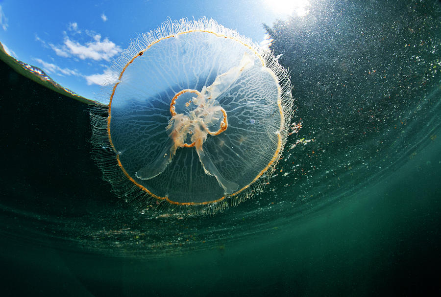 Moon Jellyfish, Alaska Photograph by Paul Souders