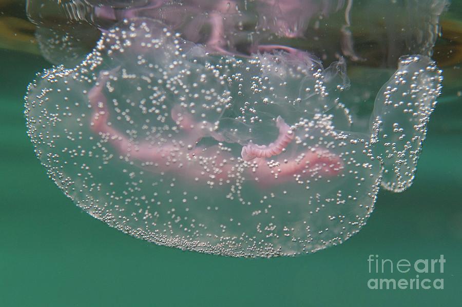 Nature Photograph - Moon Jellyfish by Andy Davies/science Photo Library