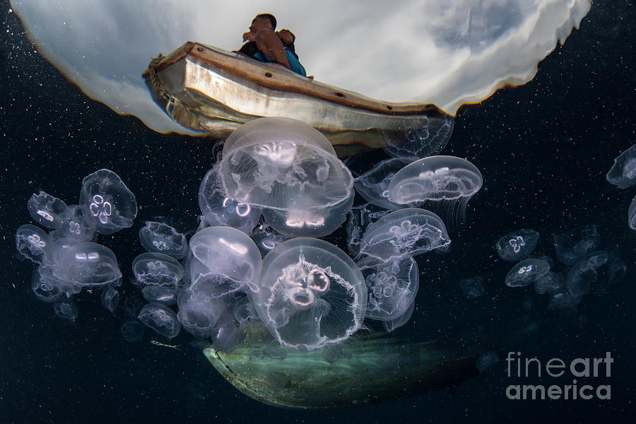 Habitat Photograph - Moon Jellyfish Aurelia Aurita Aggregate by Ethan Daniels