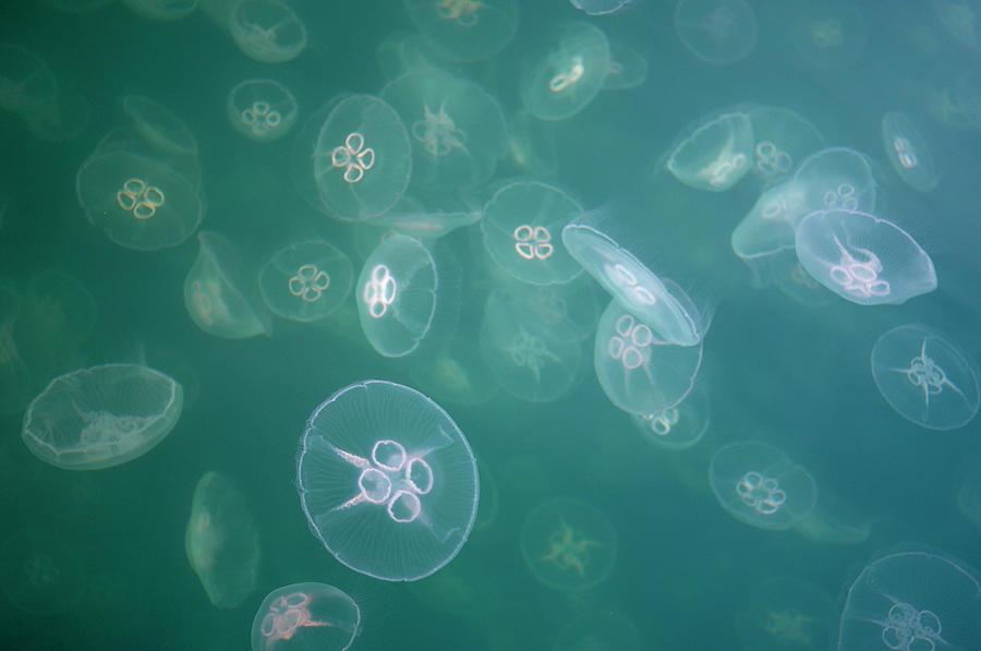 Underwater Photograph - Moon Jellyfish Aurelia Aurita In Sea by Peter Lilja