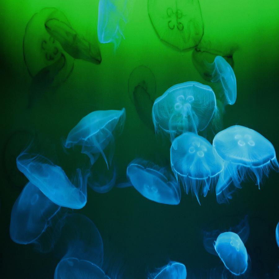Moon Jellyfish - Blue and Green Photograph by Marianna Mills