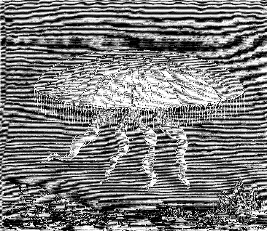 Black And White Photograph - Moon Jellyfish by Collection Abecasis/science Photo Library