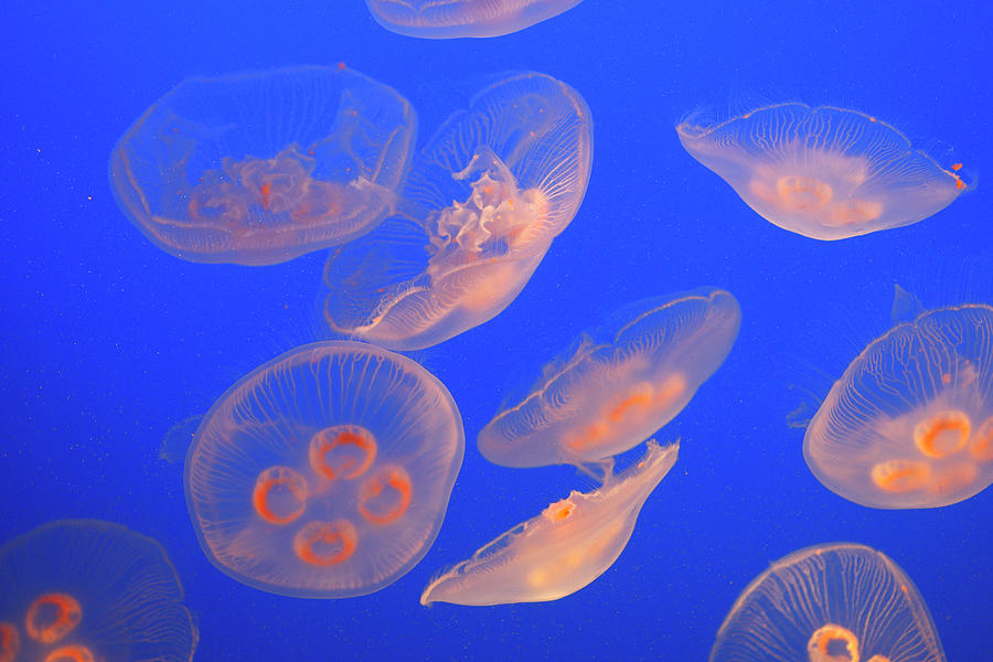 Underwater Photograph - Moon Jellyfish by Sylvain Cordier