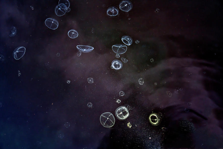 Moon Jellyfish Universe Photograph by Michele Cornelius