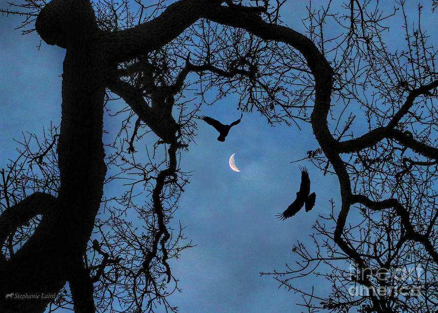 Moon Magick Photograph by Stephanie Laird