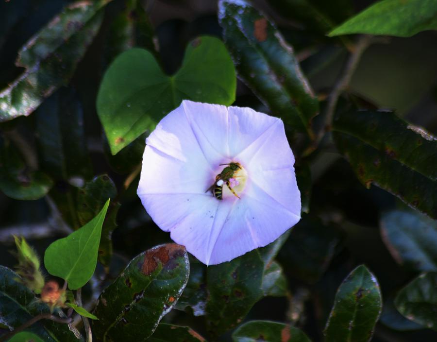 Moon Morning Glory and Bee Photograph by Warren Thompson