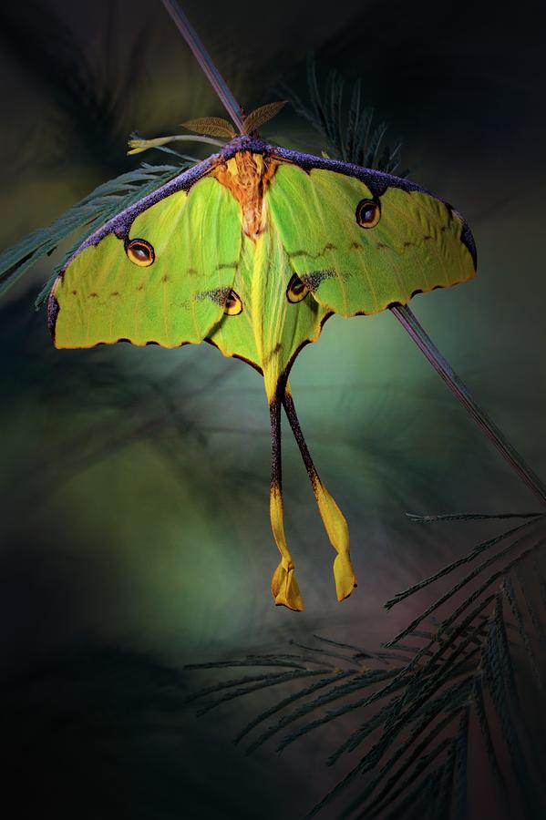 Insects Photograph - Moon Moth by Jimmy Hoffman