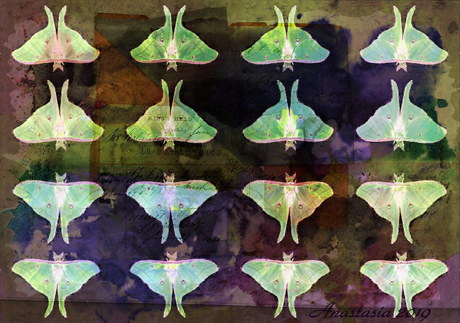 Nature Painting - Moon Moth Messages 1 by Anastasia Savage Ealy