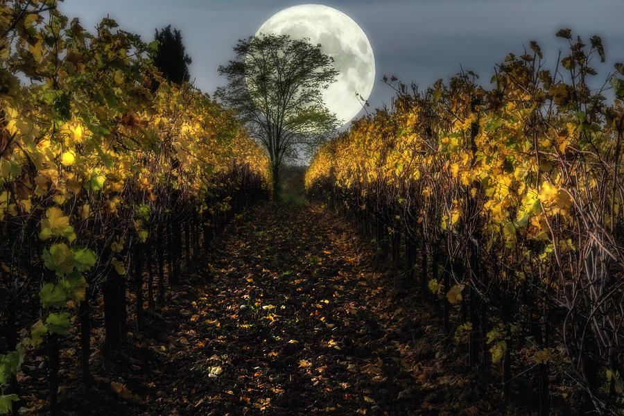 Moon over the vineyard Photograph by Wolfgang Stocker