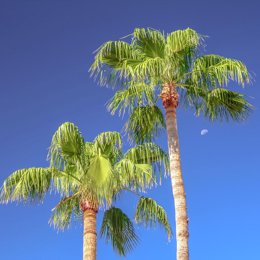 Moon Palms Photograph by Darrell Foster
