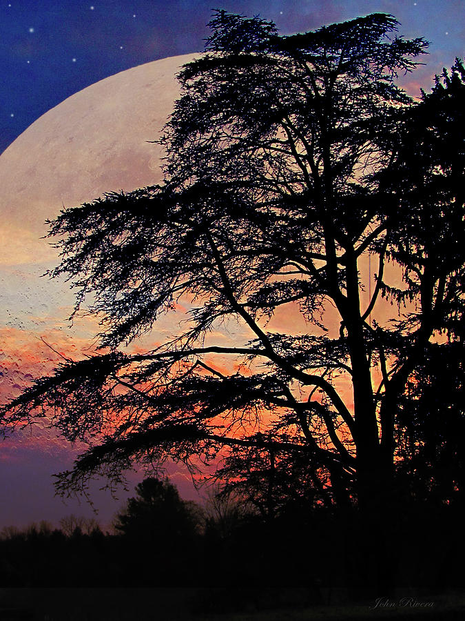 Tree Photograph - Moon Shadow by John Rivera