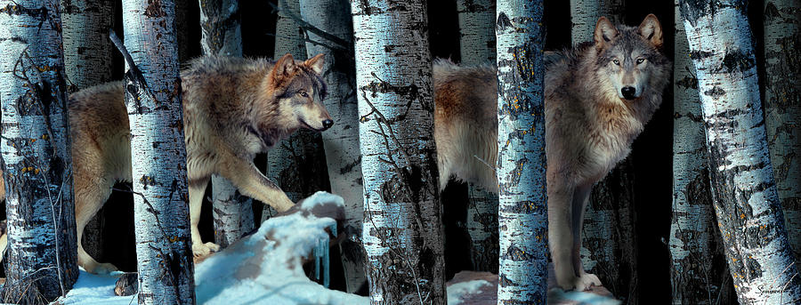 Wildlife Photograph - Moon Shadows 2 by Gordon Semmens