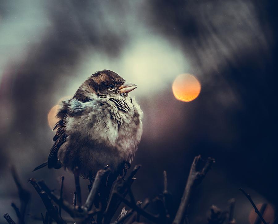 Moon Sparrow Photograph by Oles Paritskiy - Fine Art America