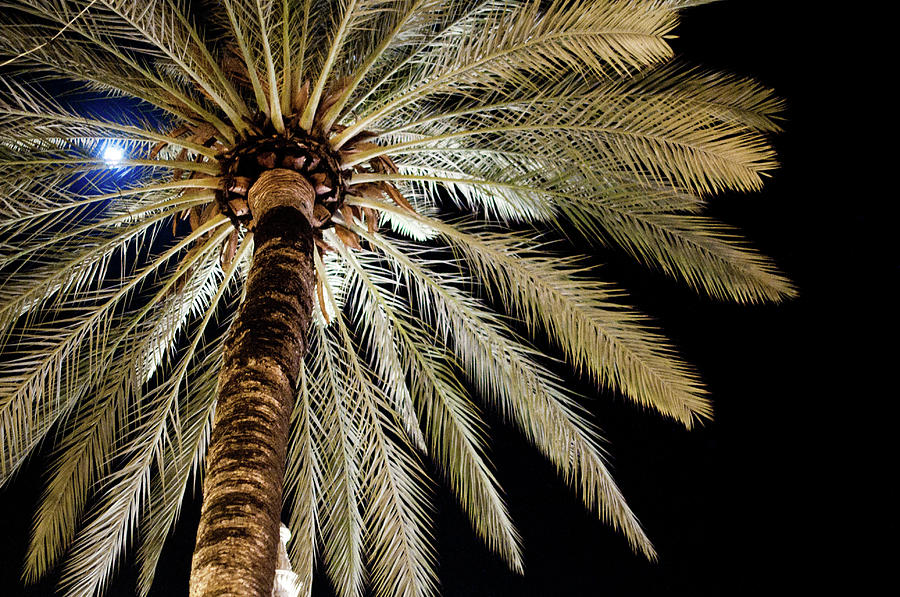 Nature Photograph - Moon Through Palm Tree by Photo By Stuart Gleave