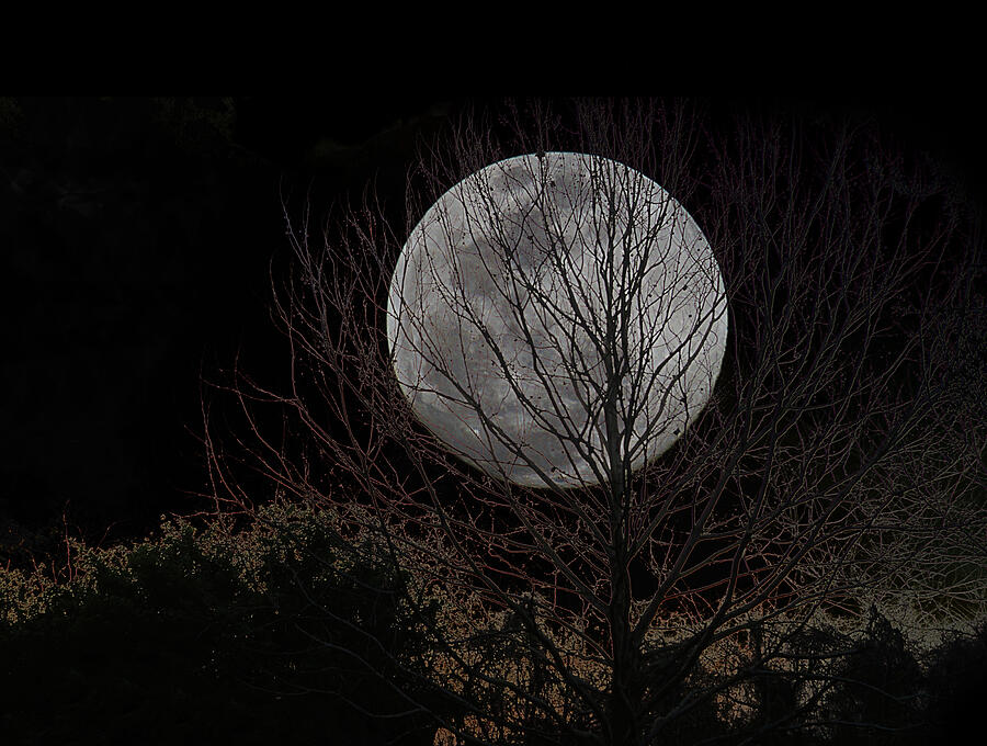 Full Moon behind Trees Digital Art by Chauncy Holmes