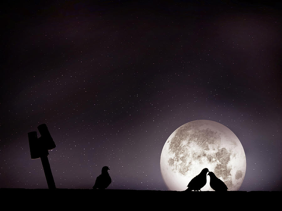 Moon With Love Pigeon Photograph by Mhd Hamwi