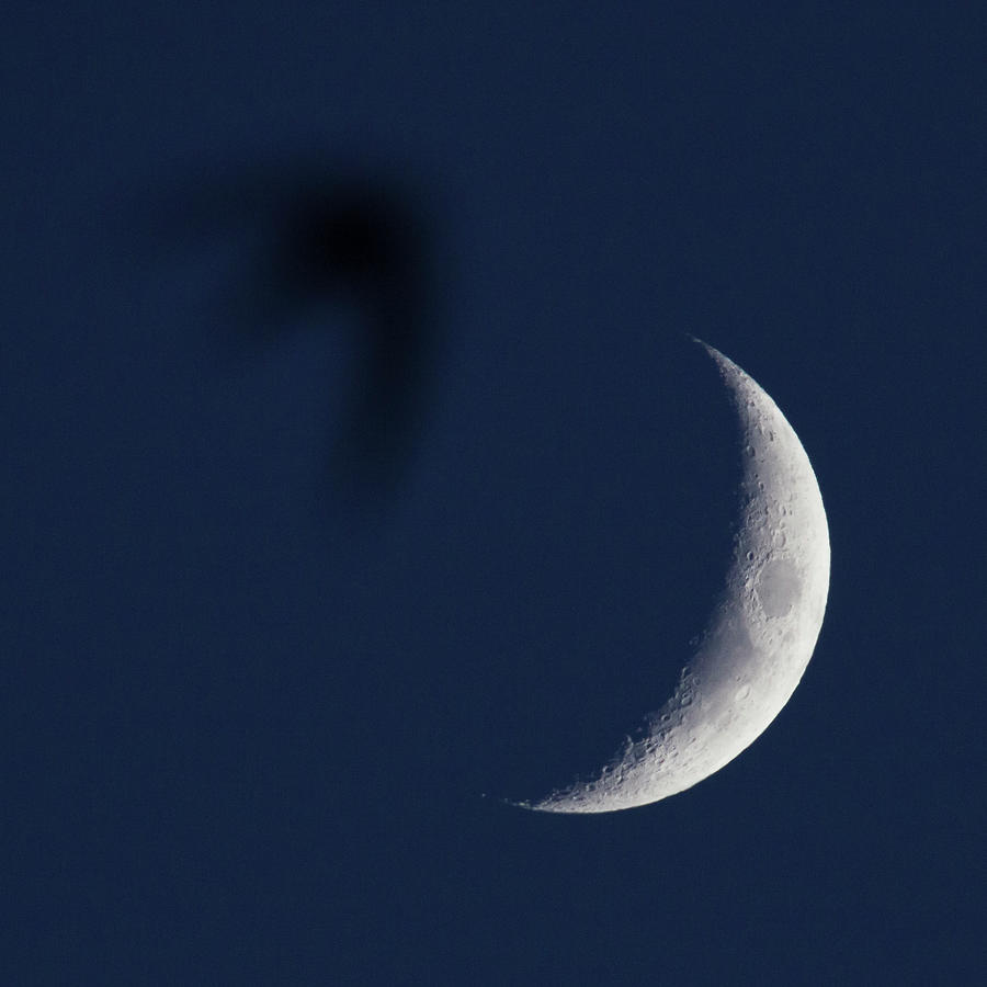 Moonbird Photograph by L. Valencia