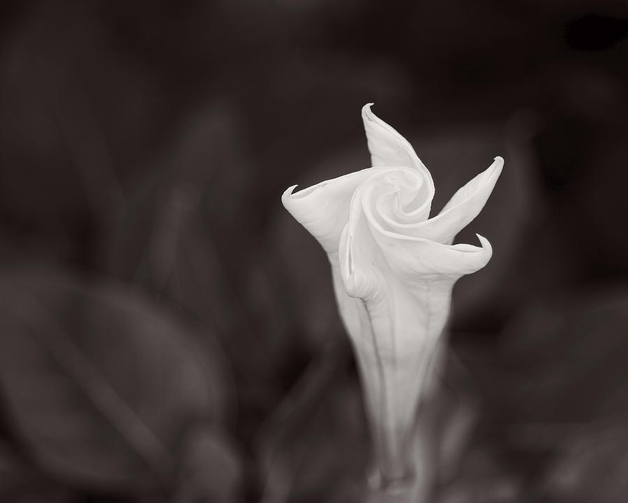 Moonflower by Christopher Meade Moonflower by Christopher Meade